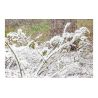 Comprar Beamz Snow5000 Maquina De Nieve De Alto Volumen al